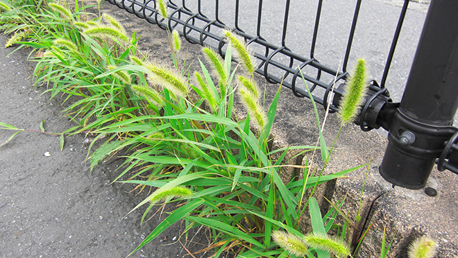 夏に生える雑草