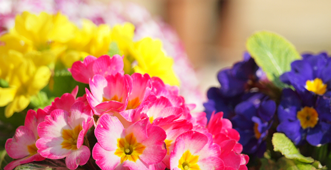 3.病害虫の対策をしよう 花の写真