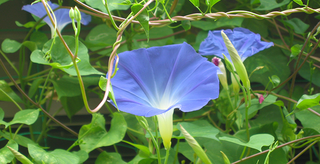 花を増やす工夫