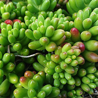 セダム（多肉植物）