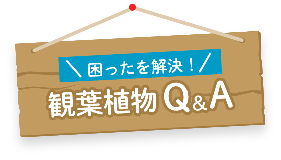 困ったを解決！観葉植物Q&A