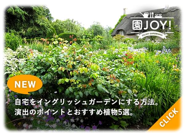 自宅をイングリッシュガーデンにする方法。演出のポイントとおすすめ植物5選。