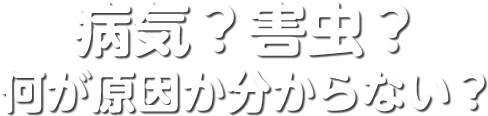 病気？害虫？何が原因か分からない？