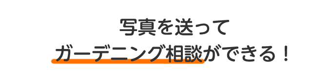 写真を送ってガーデニング相談ができる！