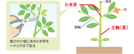 葉の付け根にあるわき芽をハサミや手で取る