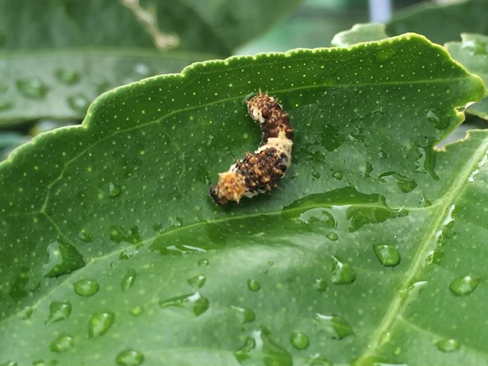 アゲハの幼齢幼虫（1～4齢幼虫の体長約4～20mm)