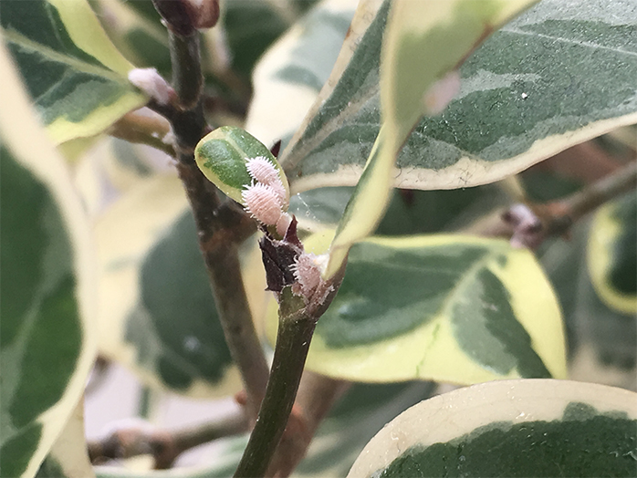 観葉植物のコナカイガラムシ類（体長約2.5～4mm）