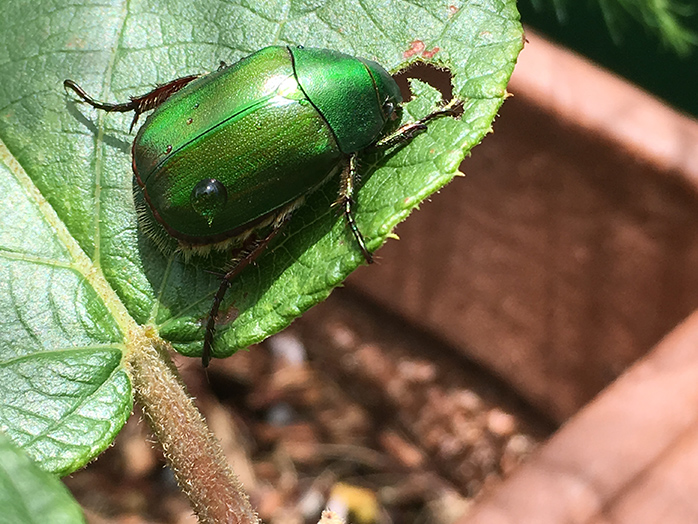 キウイフルーツについたコガネムシ成虫（体長約25mm）