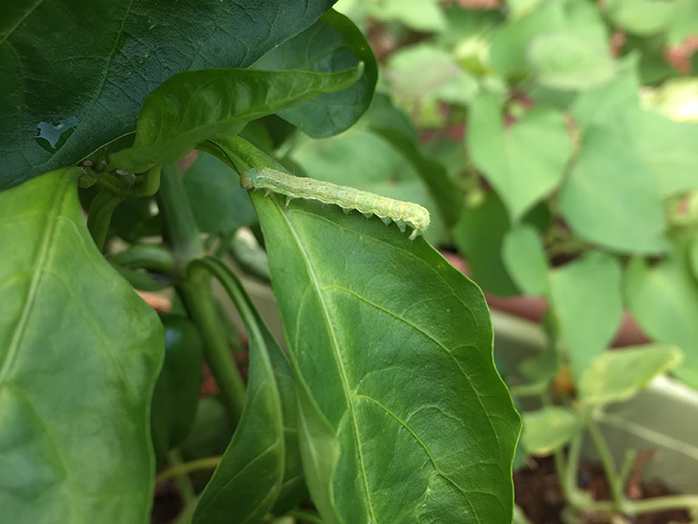 ピーマンの葉を食害するタバコガ類（体長約40mm）