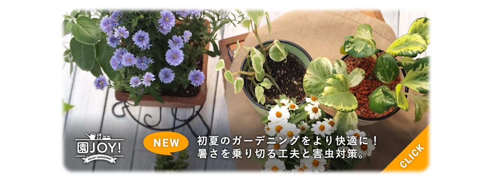 初夏のガーデニングをより快適に！暑さを乗り切る工夫と害虫対策。