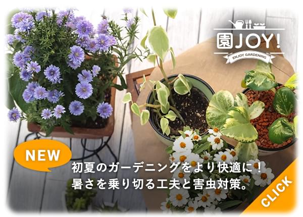 初夏のガーデニングをより快適に！暑さを乗り切る工夫と害虫対策。