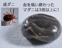 血を吸い終わったマダニは3倍以上に！