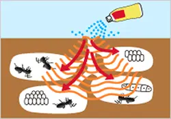 アリの巣徹底消滅中