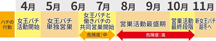 ハチの行動　4月女王バチ活動開始　5月～6月女王バチ単独営巣　6月～7月女王バチと働きバチの共同営巣開始　危険度：中　８月～10月営巣活動最盛期　危険度：高　10月営巣活動最終段階　危険度：高　11月新女王バチ越冬へ