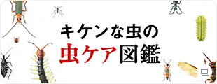 キケンな虫の虫ケア図鑑