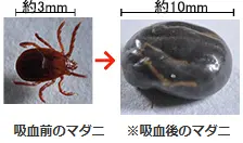 吸血前のマダニ ※血を吸い終わったマダニ