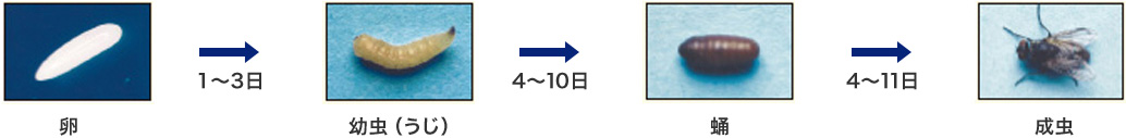 卵 1～3日 幼虫（うじ） 4～10日 蛹 4～11日 成虫