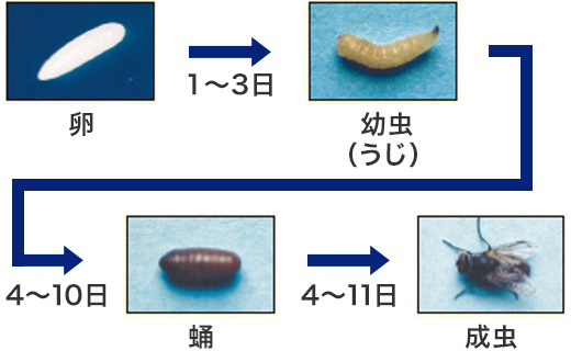 卵 1～3日 幼虫（うじ） 4～10日 蛹 4～11日 成虫