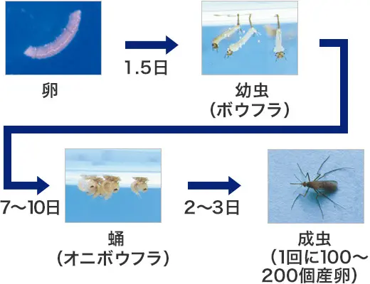 卵 1.5日 幼虫（ボウフラ） 7～10日 蛹（オニボウフラ） 2～3日 成虫（1回に100～200個産卵）