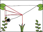クモの巣の張り方
