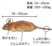 クマネズミ