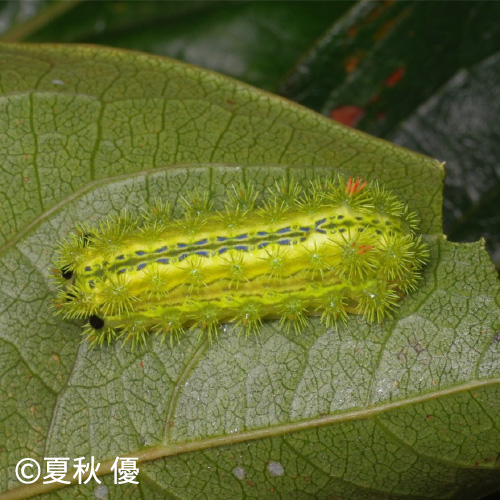 ヒロヘリアオイラガ幼虫