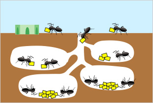 見つけたアリを駆除しても、次々にやってくる！いったいどうすれば…
