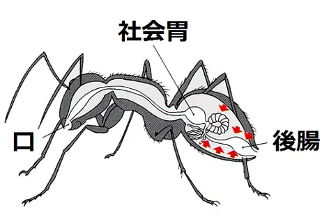 アリの胃の中
