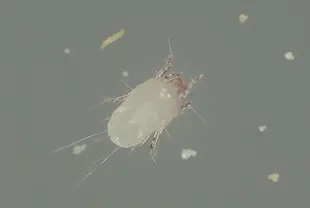 ヒョウヒダニ類 (体長約0.2~0.4mm) ※写真はヤケヒョウヒダニ