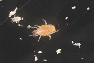 ツメダニ類 (体長約0.2~1.0mm) ※写真はミナミツメダニ