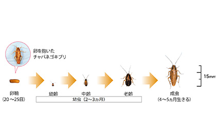 チャバネゴキブリの成長サイクル