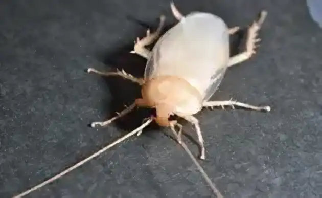 白いゴキブリ
