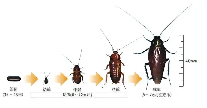 クロゴキブリの成長サイクル