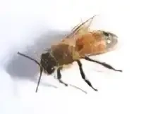 セイヨウミツバチ
