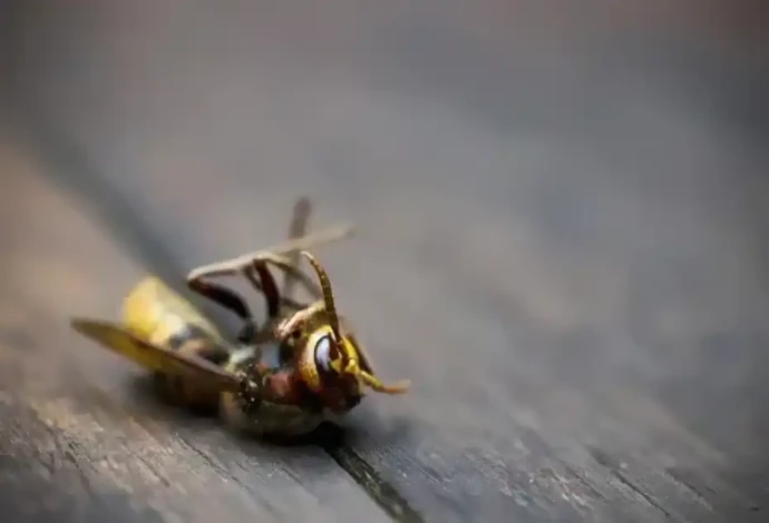 死んでいるように見えるハチ