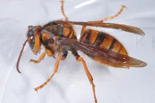 キイロスズメバチ (体長17~28mm)