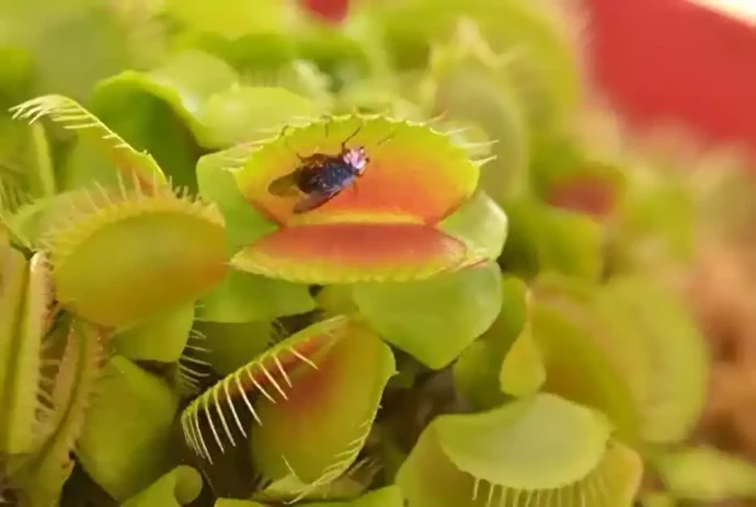 ハエトリグサ