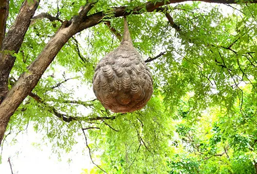 猛暑で急増？スズメバチのターゲットにされないための賢い選択とは？