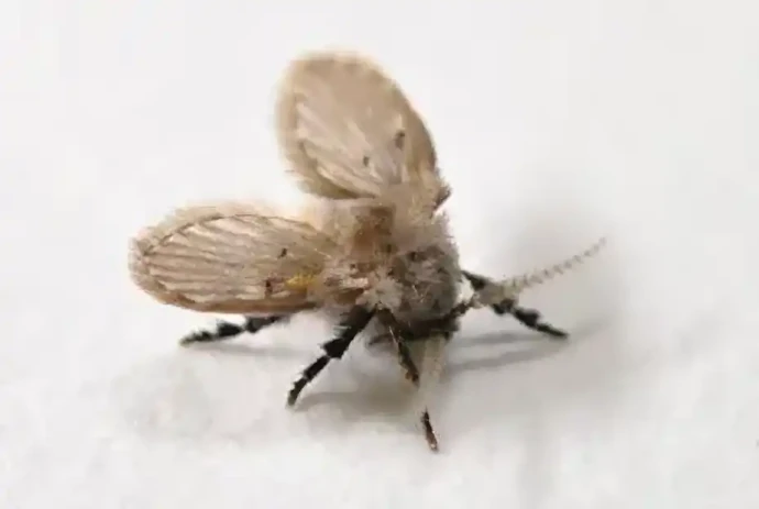 オオチョウバエの成虫 (体長4.0mm~5.0mm程度)