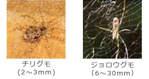 チリグモ(2〜3mm) ジョロウグモ(6〜30mm)