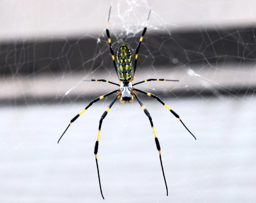 ジョロウグモ（6〜30mm）