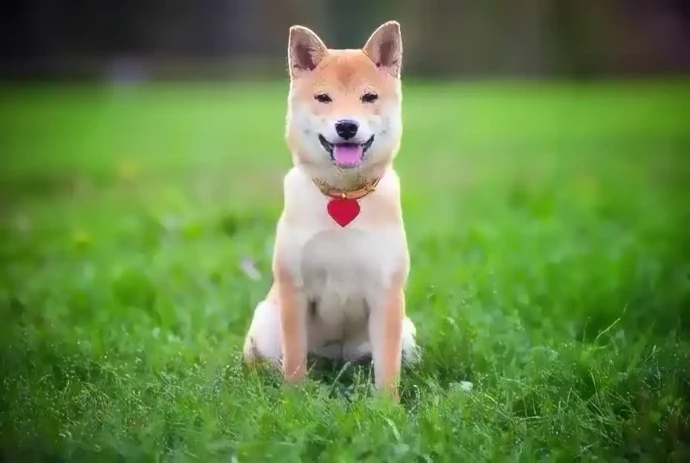 ペットの散歩