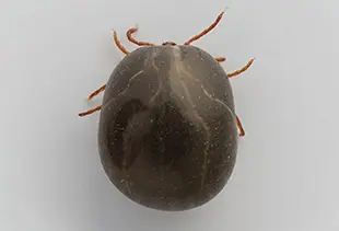 吸血後のマダニ(約10mm)