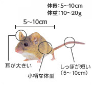 ハツカネズミ