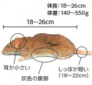 クマネズミ