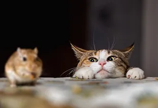 ネコのニオイ