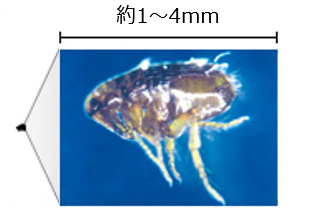 イヌノミ