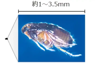 ネコノミ