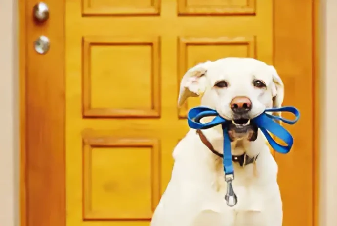お散歩帰りの犬