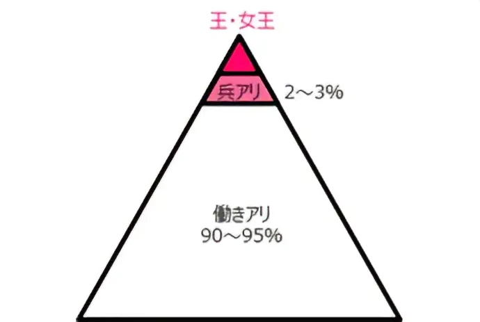 王・女王 兵アリ2～3％ 働きアリ90～95％